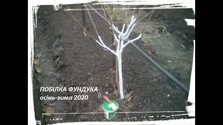 фундук Осінньо-зимова побілка саду 2020