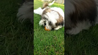 👿Baby😱 Shih Tzu🐾Angry🐶|Barking #shorts #viral #youtubeshorts #baby #angry #barking #dog #video