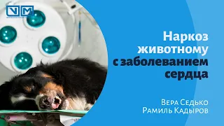 Наркоз животному с заболеванием сердца