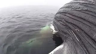 Caught on Camera: Shark Eats Giant Whale
