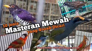 Susah Dicari. 10 jenis Burung masteran mewah, harga bahan 200 ribu hingga jutaan