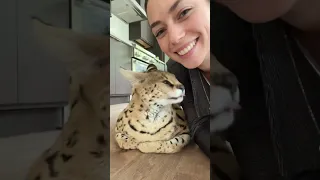 A day in the life of an African Serval
