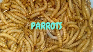 Winsects The Mealworms