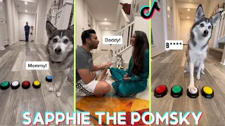 Sapphie the Pomsky Funny Dog Tik toks 2023 - Best @sapphie_the_pomsky  Tik tok Videos