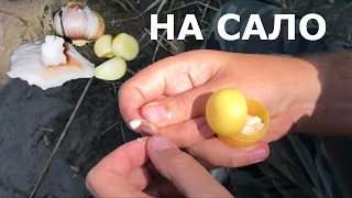 ОТСЕЧЕТ ли САЛО мелочь??? Рыбалка на Реке! Ловля на сало летом