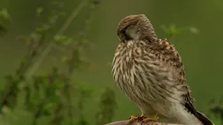 Digiscoping with Swarovski 115mm telescope, Digidapter and Sony A6300 aps-c camera.