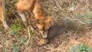 dog vs mongoose