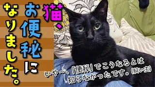 【猫 健康】猫、お便秘になりました。