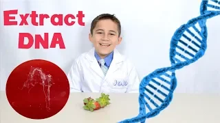 Extract DNA from Strawberries - Jojo's Science Show easy experiment