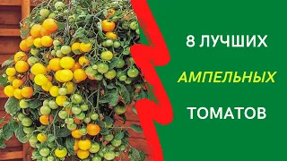 8 лучших ампельных сортов помидоров