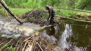 Manual beaver dam removal No. 359 || Empty channel/Flood channel.