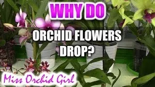 Why do Orchid flowers drop prematurely?