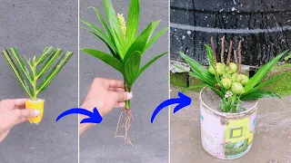 Creative Method grow coconut tree from coconut branch || Trees made from coconut branches