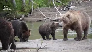 На Камчатке медведица усыновила осиротевшего медвежонка | Новости сегодня | Масс Медиа