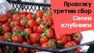 29 мая и я провожу третий сбор своей клубники / Огород дяди Вовы