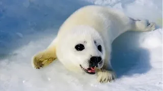 【Harp Seal Pup】ハスキーボイスな赤ちゃんあざらし