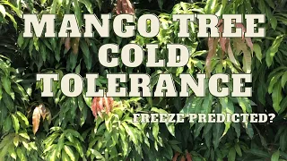 Mango Tree Cold Tolerance. How much cold can they take and survive?