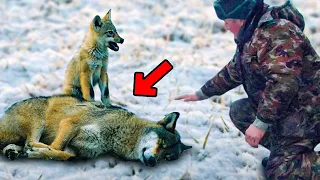 Man Rescues Crying Baby Wolf And Its Dying Mother, What Happened Will Shock You!