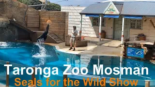 How to Train seals, Are seal and sea lion the same?- Seals for The Wild Show - Taronga Zoo - Mosman