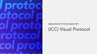 Immunocytochemistry (ICC) Visual Protocol