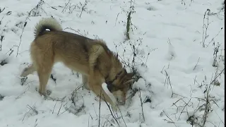 ПО СЛЕДАМ ПОЛУ ДИКИХ ЖИВОТНЫХ