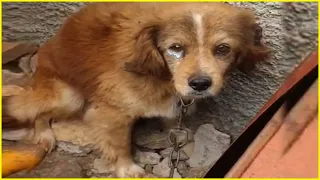 Are We Garbage or Pets? 2 Dogs Tearfully Beg To Escape from Heartless Owner