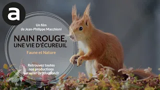 Faune et nature : nain rouge, une vie d'écureuil de Cyril Barbançon (1998)