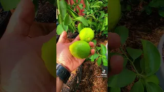 Citrus, Dragon Fruit, Coffee, Bananas, Figs and more! Backyard DIY Tropical Greenhouse!