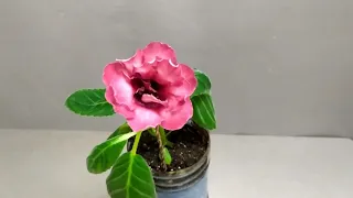 Глоксиния НТ-Розовый Фарфор