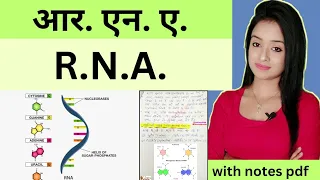 cell biology (L-16),RNA bsc 1st year zoology knowledge adda lion batch notes pdf in Hindi, rna struc