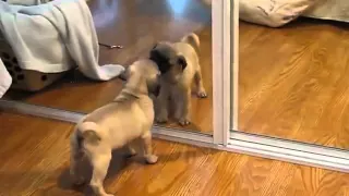 Lovely Dog With Mirror   Funny Animal Video