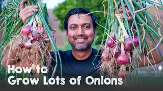 How to Grow a Ton of Onions | Plant & Grow Start to Finish