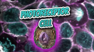 Photoreceptor cell (Everything Human Cells) 💬👁️🕺🔎✅