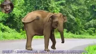 Elephant Chasing After Got  Disturbed By Vehicle.
