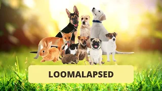 Loomalapsed