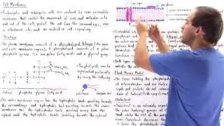 Cell Membrane and Fluid Mosaic Model