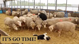 CIDR Protocol For Breeding Sheep (PLANNING LAMBING GROUPS  2019): VLOG 138
