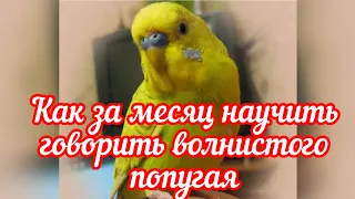 КАК ЗА МЕСЯЦ НАУЧИТЬ ГОВОРИТЬ ВОЛНИСТОГО ПОПУГАЯ🦜/ УЧИМ ТРИ ФРАЗЫ