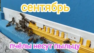 Пчёлы не хотят зимовать. Что делать? Пчеловодство!