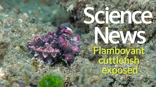 Flamboyant cuttlefish exposed | Science News