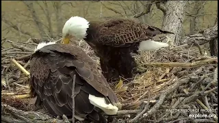 Decorah North Nest 3-27-24 DNF brings floppy fish, kids aren't hungry