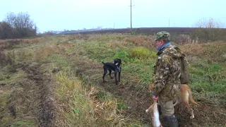 Охота на зайца (открытие),the hunting of the hare