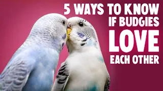 5 Ways Budgies Love Each Other