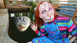 Chucky Surprises Alligators With Steak!