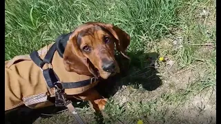 A Big Sniff, Part 2: No Time for Cookies