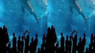 Stereoscopic 3D Aquarium 3D沖縄 美ら海水族館