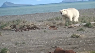 Медведь пришел и ушел