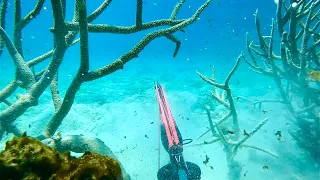 Beginner Spearfishing. Luring fish and Hunting shallow water.