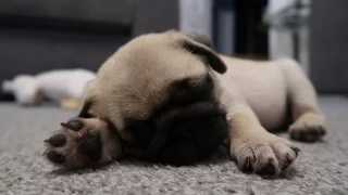 Picking up our 8 week old pug puppy!