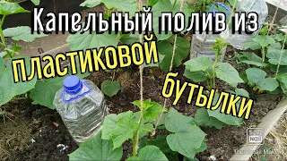 Как сделать капельный полив из пластиковой бутылки для выращивания томатов и огурцов в теплице?